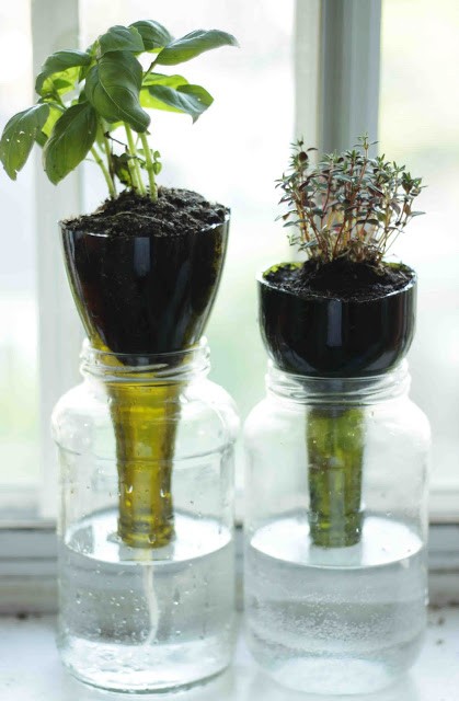 Self watering glass bottle planters little projectiles